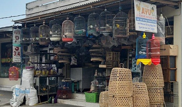 Burung Teg